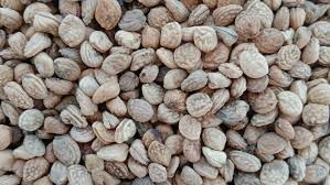 Sarpagandha Seed